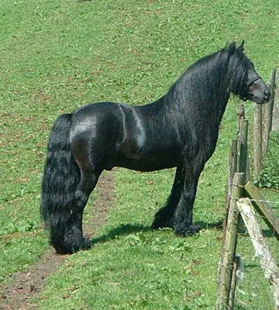 Wellbrow Fell Pony Stud